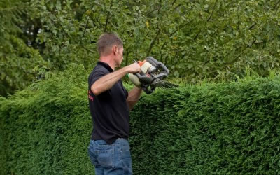 Gardener cutting hedges