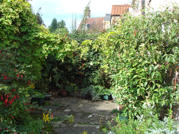 Old overgrown garden